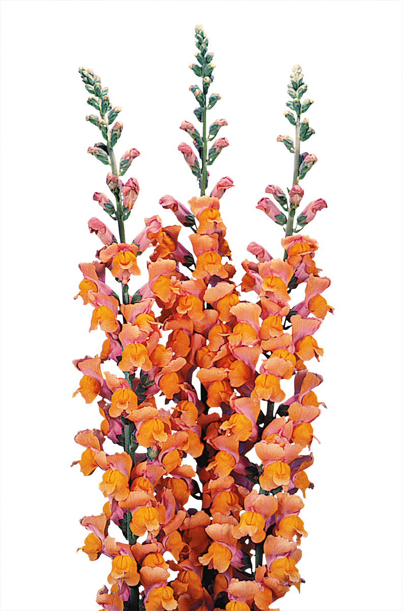 BOCCA DI LEONE / ANTIRRHINUM F1 POTOMAC ARANCIO NR.1000 SEMI - Foto 2